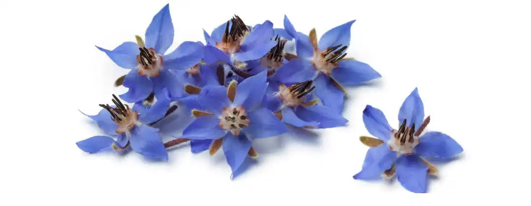 Borage Oil.jpg